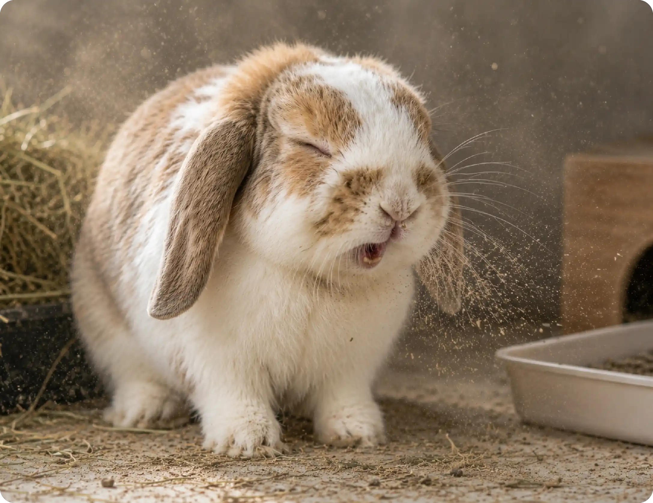 Hay & Dust Allergies